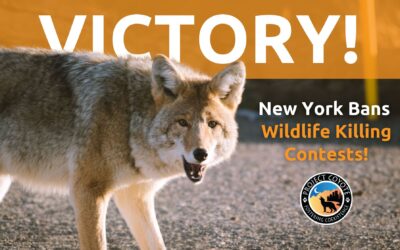 Media Release | Gov. Hochul signs historic bill to end wildlife killing contests