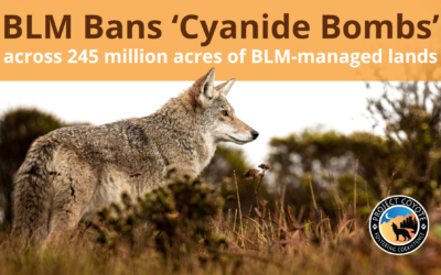 Media Release | Bureau of Land Management Bans Use of Cyanide Bombs