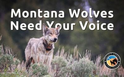 Montana Residents: Speak up in Defense of Montana’s Wolves
