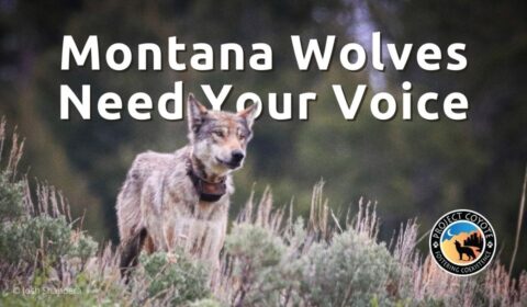 » Montana Residents: Speak up in Defense of Montana’s Wolves