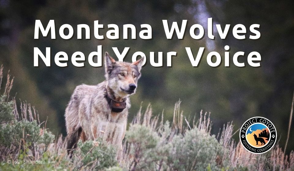 Montana Residents: Speak up in Defense of Montana’s Wolves