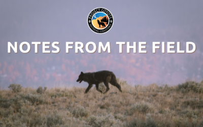 Witnessing Wolves: The Fight for Their Future in Montana by Renee Seacor