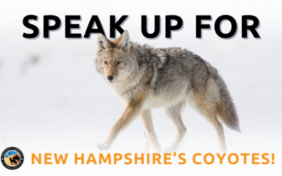 New Hampshire: Speak up in Defense of Coyote Pups!
