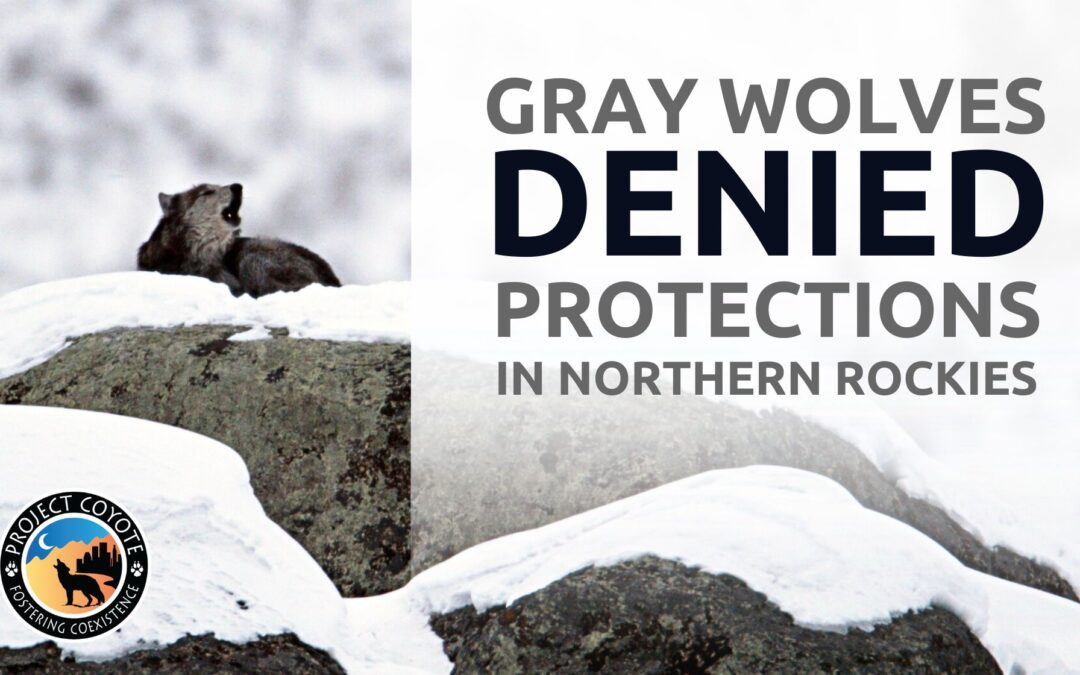 Media Release | U.S. Fish and Wildlife Service Deny Endangered Species Act Protections for Northern Rockies Wolves