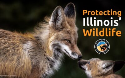 Media Release | Billboards Opposing Wildlife Killing Contests Rise In Illinois