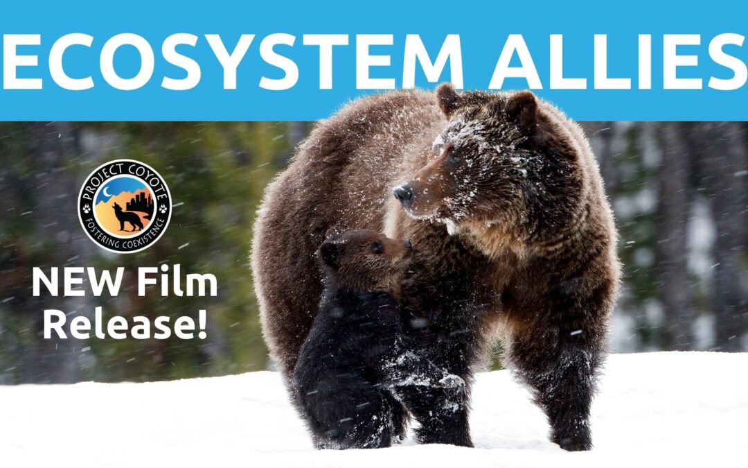 Media Release | New Film Short: Ecosystem Allies