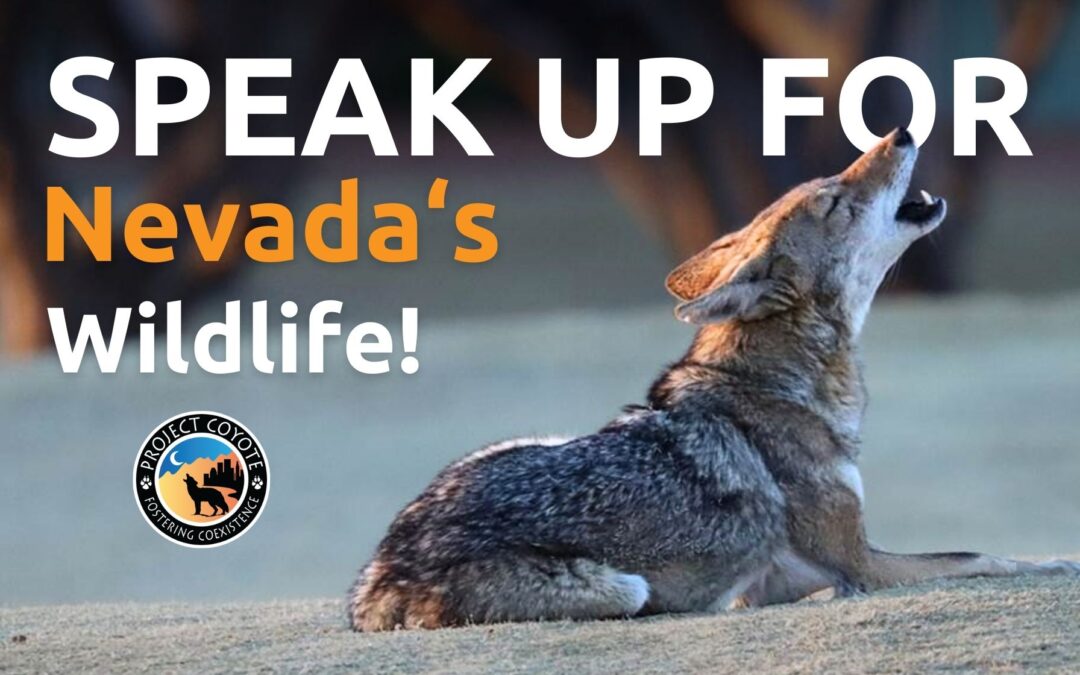 Nevada:  Help ban wildlife killing contests!