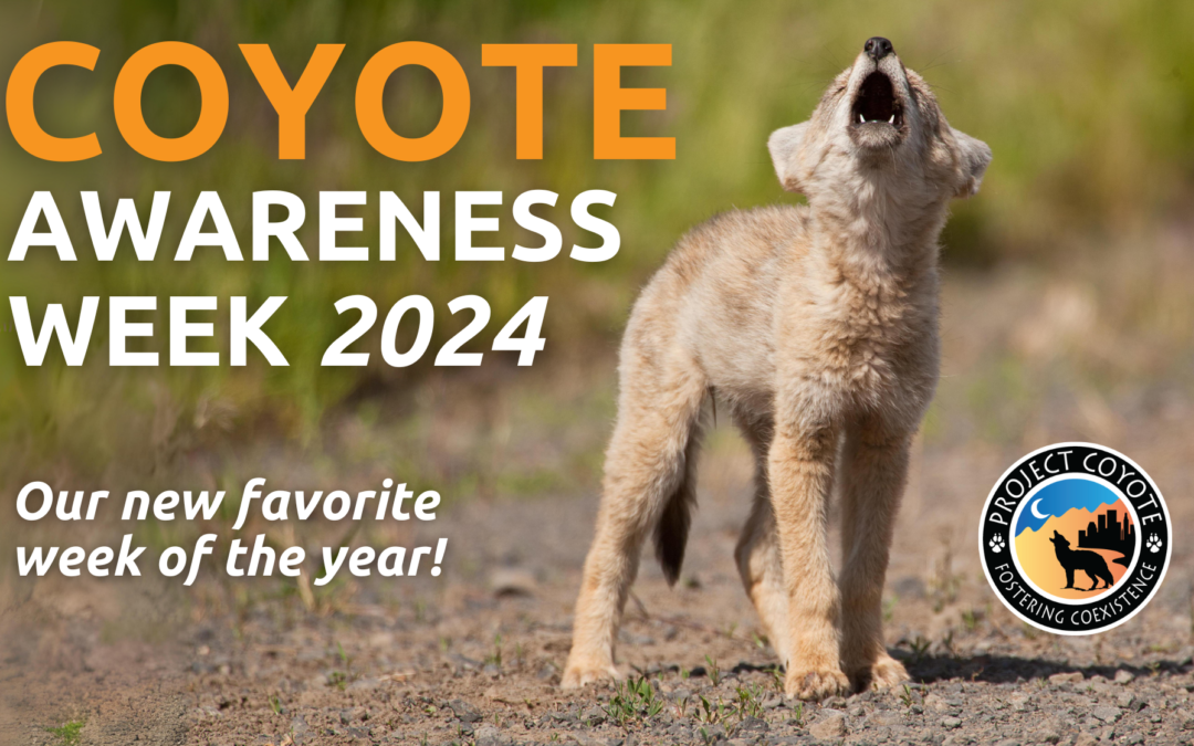 MEDIA RELEASE | First Ever Coyote Awareness Week