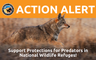 May 6th Deadline ~ Support Protections for Predators in National Wildlife Refuges