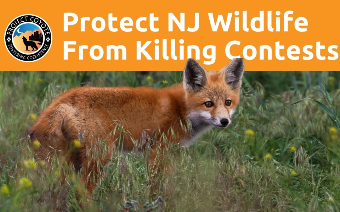 New Jersey Residents: Take Action to Ban Wildlife Killing Contests Statewide!