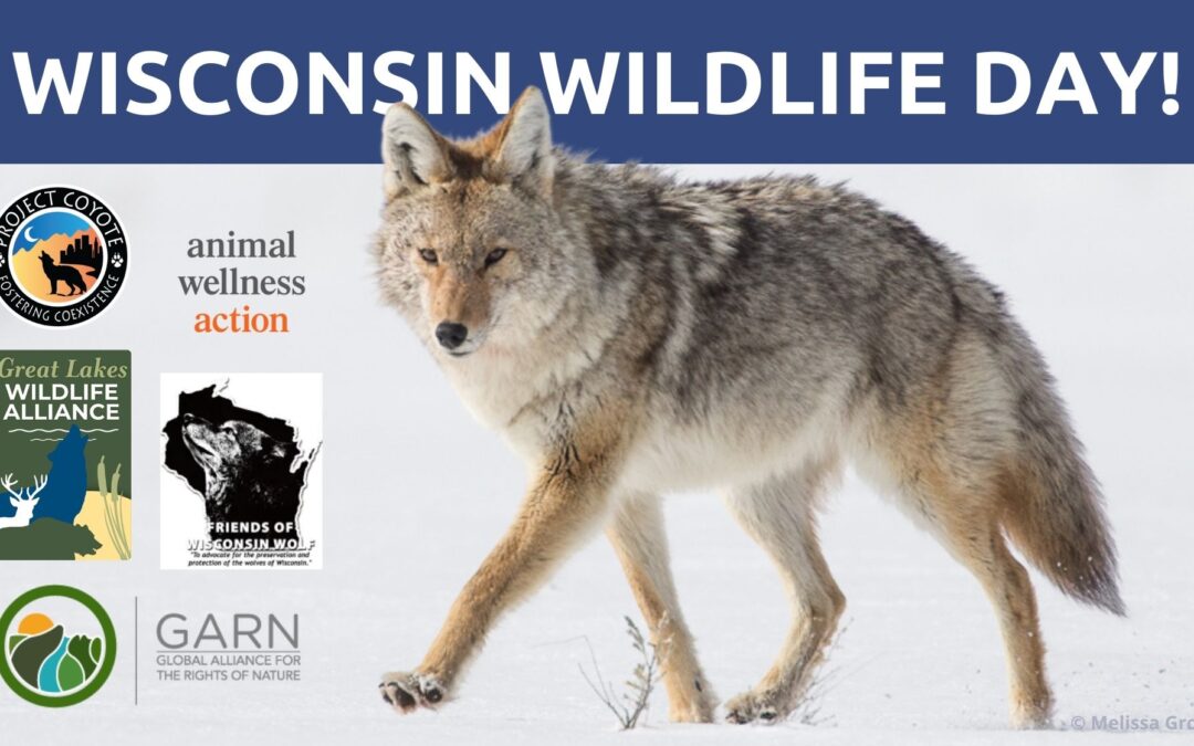 Join us to speak for wild lives in Wisconsin!