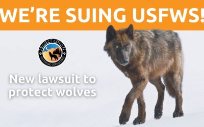 MEDIA RELEASE | Animal welfare conservation groups sue in Wyoming