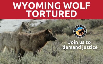 Protect Wyoming Wolves!