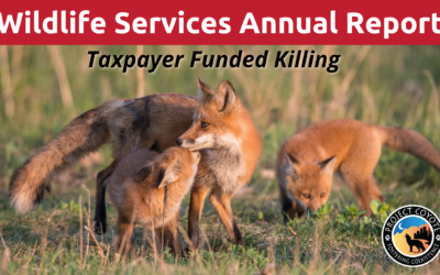 MEDIA RELEASE | 2023 Wildlife Services Report: Taxpayer Dollars Used to Kill Over 70,000 Wild Carnivores
