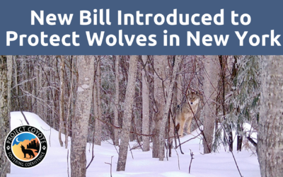MEDIA RELEASE | New Bill Introduced to Protect Wolves in New York