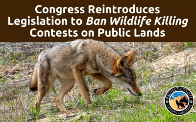 MEDIA RELEASE | House Bill Would Ban Wildlife Killing Contests on Public Lands
