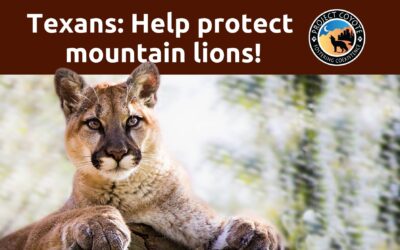 Texans: Help protect mountain lions!