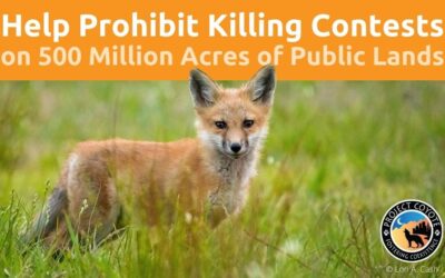 Help prohibit killing contests on 500 million acres of public lands