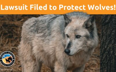 Media Release | Animal Welfare, Conservation Groups Announce Lawsuit Against U.S. Fish & Wildlife Over Wolves