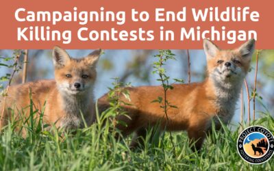 MEDIA RELEASE | Project Coyote Announces New Campaign to Ban Wildlife Killing Contests in Michigan