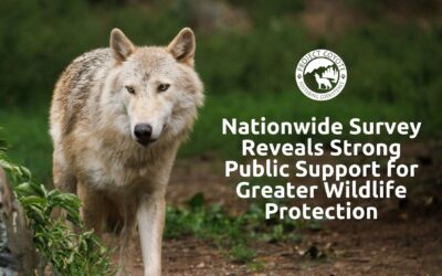 MEDIA RELEASE | Nationwide Survey Reveals Strong Public Support for Greater Wildlife Protection