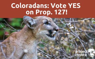 Coloradans: Help Protect Colorado’s Wild Cats!