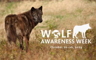 Wolf Awareness Week 2024