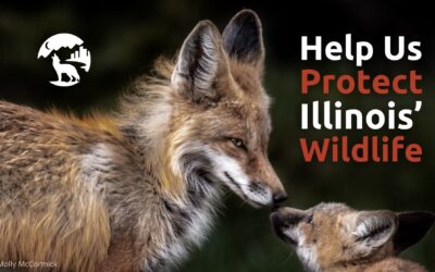 Illinois Residents: Take Action to Ban Wildlife Killing Contests