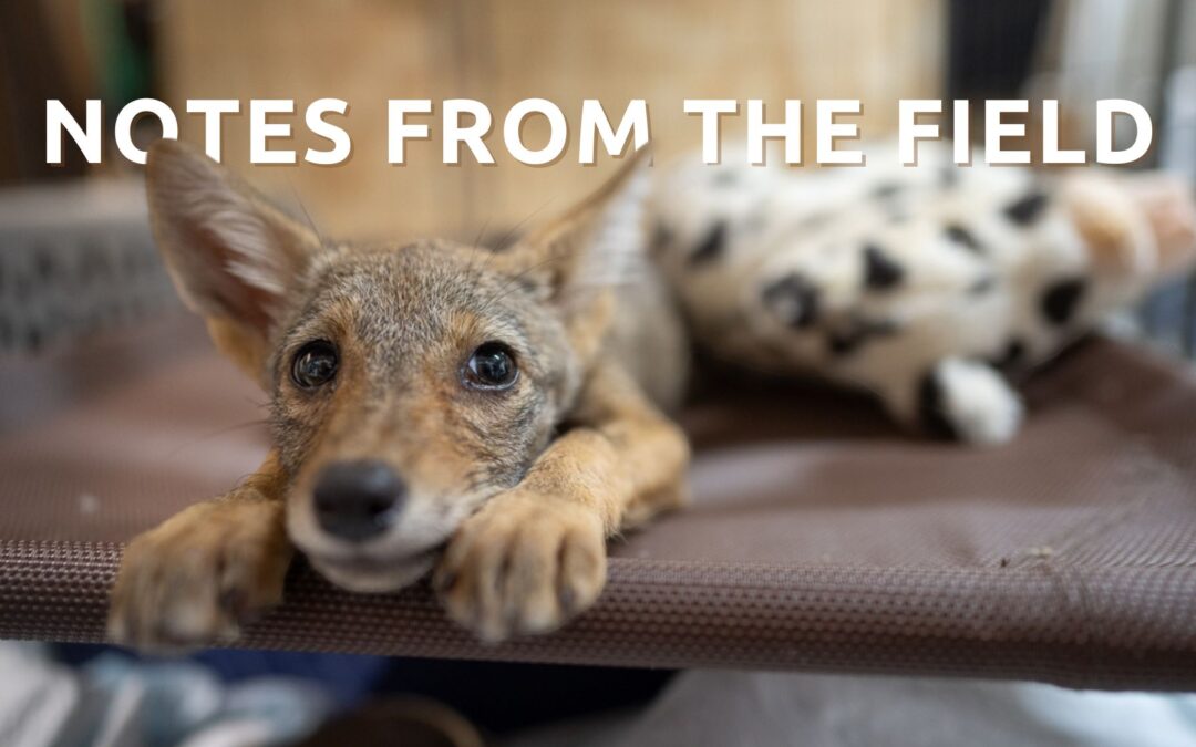 Scarlet’s Second Chance: A Coyote Pup’s Journey to Safety