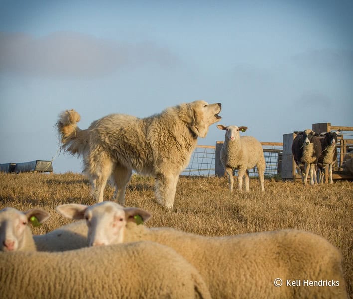 Ranching & Farming with Wildlife - Project Coyote