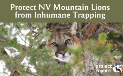 Nevada Residents: Help End the Incidental Trapping of Mountain Lions