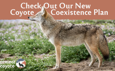 MEDIA RELEASE | Project Coyote Releases New Model Coyote Coexistence Plan