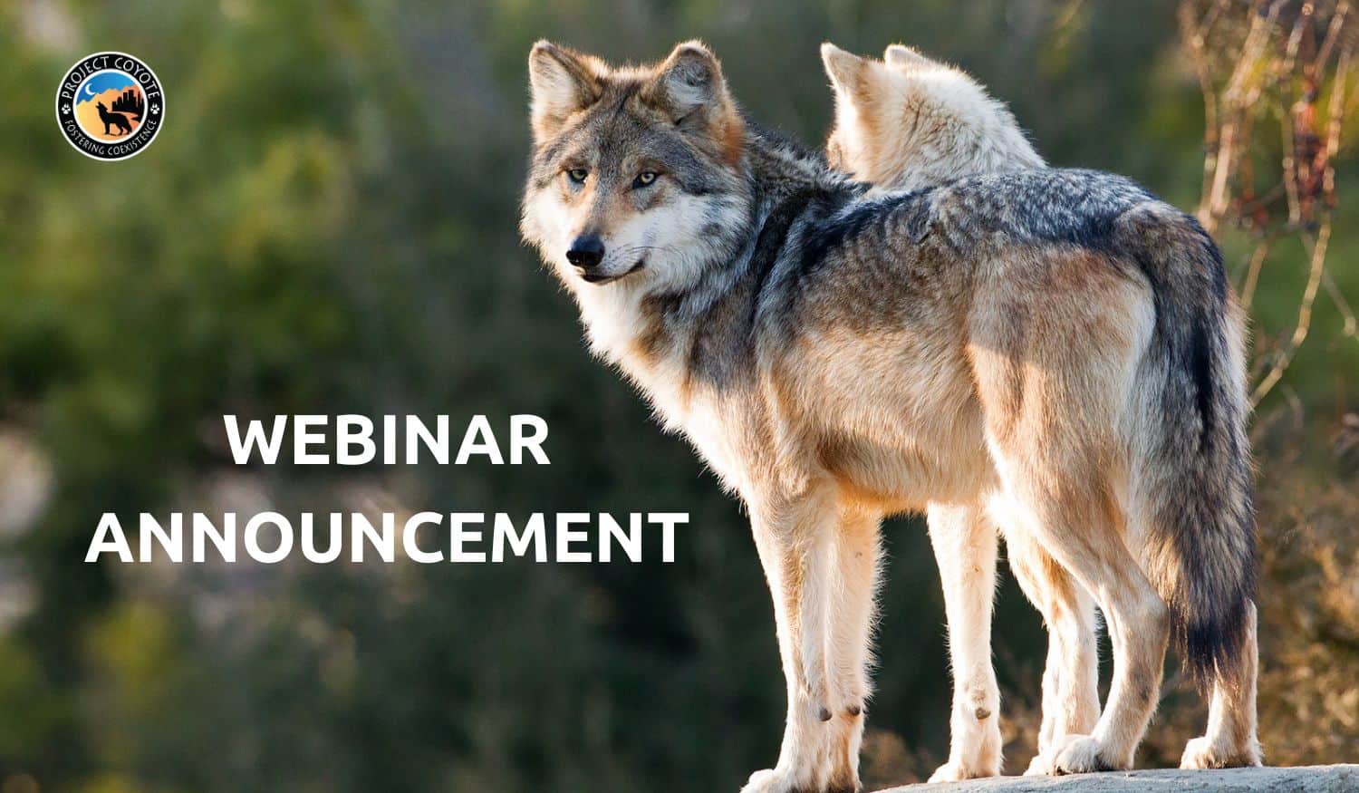 WEBINAR: A Critical Evaluation of Legal and Illegal Killing of Native Predators, Dr Adrian Treves