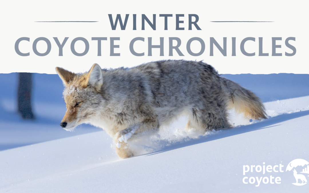 Winter Coyote Chronicles