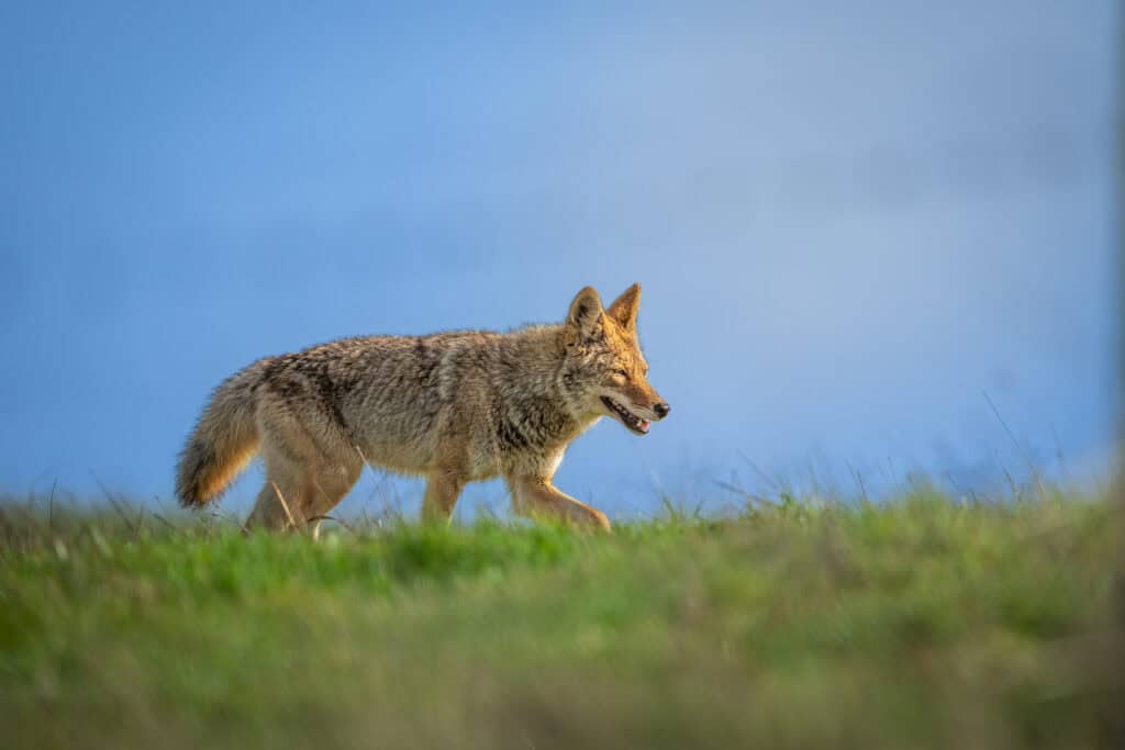 Coyote in spring