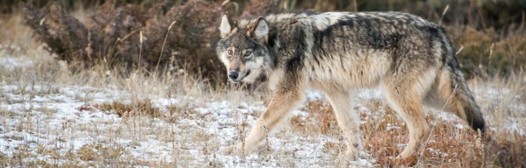 wolf walking through snow