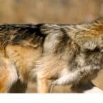 Mexican gray wolf