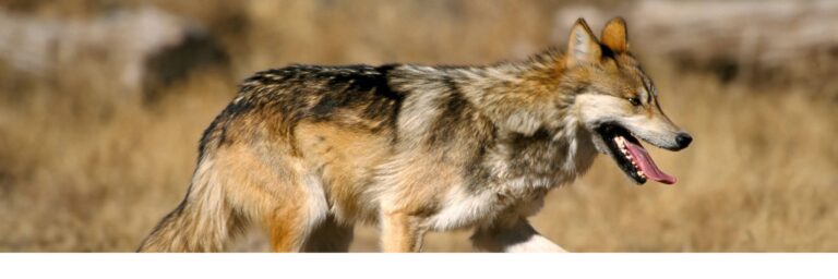 Mexican gray wolf